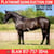 Horse ad