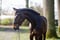 Horse ad