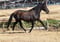 Annonce cheval