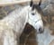 Horse ad