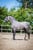 Annonce cheval