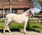 Annuncio cavallo