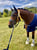 Annonce cheval