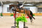 Annuncio cavallo