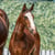 Horse ad