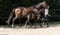 Horse ad