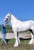Annuncio cavallo