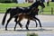 Annuncio cavallo