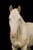 Horse ad