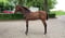 Annuncio cavallo