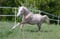 Horse ad