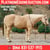 Annuncio cavallo