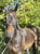 Annonce cheval