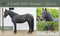 Horse ad