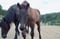 Horse ad