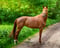 Horse ad
