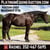 Horse ad