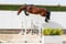 Paardadvertentie