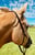 Annuncio cavallo