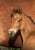Horse ad