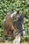 Annuncio cavallo