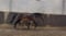 Horse ad