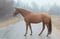Horse ad