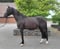 Annonce cheval