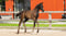 Paardadvertentie