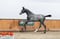 Horse ad