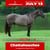 Annuncio cavallo