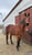 Horse ad