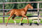 Paardadvertentie
