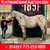 Annuncio cavallo