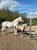 Horse ad