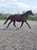 Annuncio cavallo