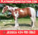 Horse ad
