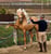 Annuncio cavallo