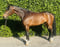Annuncio cavallo