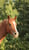 Horse ad