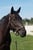Horse ad
