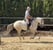 Annuncio cavallo