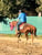 Annuncio cavallo