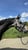 Horse ad