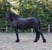 Horse ad