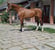 Annonce cheval