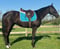 Annuncio cavallo