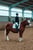 Horse ad