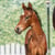 Horse ad