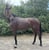 Annonce cheval